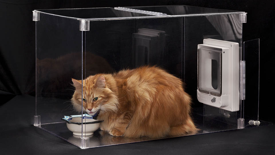 Selective Microchip Pet Feeder for Cats 